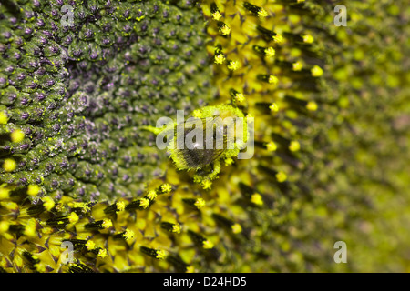 Bumble Bee pollen laden sur un tournesol Banque D'Images