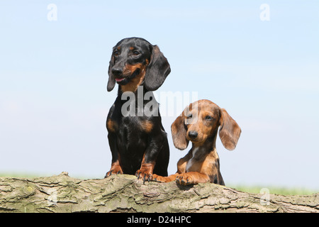 / Teckel Dackel chien / chiot Teckel poil et adultes (noir et feu, Arlequin marron) sur un bois Banque D'Images