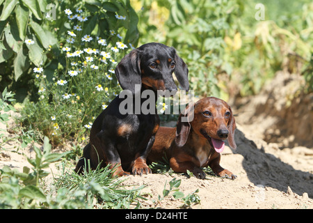 / Teckel chien Dackel Teckel / les deux adultes différentes couleurs (noir et feu, rouge) dans un champ Banque D'Images