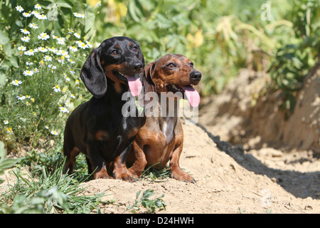 / Teckel chien Dackel Teckel / les deux adultes différentes couleurs (noir et feu, rouge) dans un champ Banque D'Images