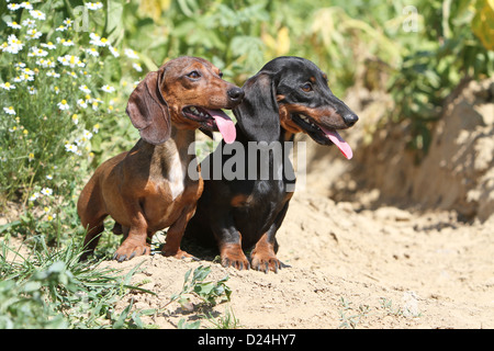 / Teckel chien Dackel Teckel / les deux adultes différentes couleurs (noir et feu, rouge) dans un champ Banque D'Images