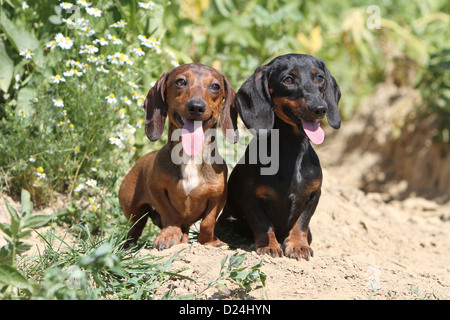 / Teckel chien Dackel Teckel / les deux adultes différentes couleurs (noir et feu, rouge) assis dans un champ Banque D'Images