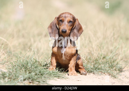 / Teckel Dackel chien / chiot Teckel arlequin Merle à poils courts (brun) assis sur le sol Banque D'Images