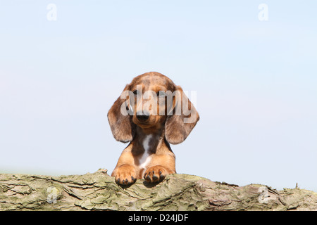 / Teckel Dackel chien / chiot Teckel arlequin Merle à poils courts (brun) portrait Banque D'Images