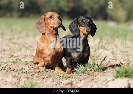 / Teckel chien Dackel Teckel / les deux adultes différentes couleurs (noir et feu, rouge) dans un champ Banque D'Images