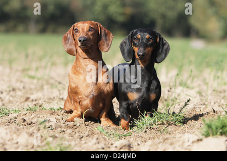 / Teckel chien Dackel Teckel / les deux adultes différentes couleurs (noir et feu, rouge) dans un champ Banque D'Images