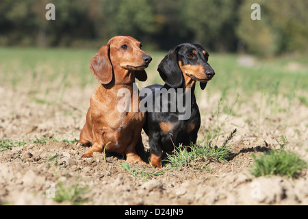 / Teckel chien Dackel Teckel / les deux adultes différentes couleurs (noir et feu, rouge) dans un champ Banque D'Images