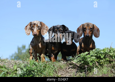 / Teckel chien Dackel Teckel / les quatre adultes différentes couleurs (Arlequin Merle brun et noir, noir et feu, rouge) Banque D'Images