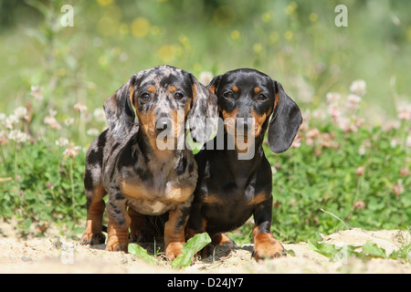 / Teckel chien Dackel Teckel / deux chiots à poils courts (Arlequin merle, noir et feu permanent ) Banque D'Images