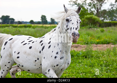 Un Appaloosa Horse s'exécutant dans un champ vert. Banque D'Images