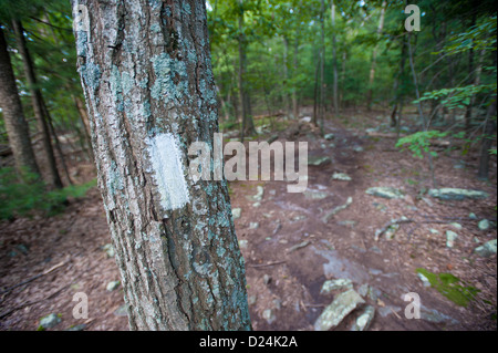 Sentier des Appalaches arbre blanc, stylo marqueur Mar près de Maryland Mason Dixon Line Banque D'Images
