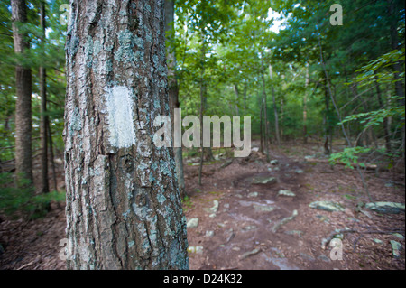 Sentier des Appalaches arbre blanc, stylo marqueur Mar près de Maryland Mason Dixon Line Banque D'Images