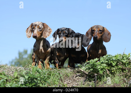 / Teckel chien Dackel Teckel / les quatre adultes différentes couleurs (Arlequin Merle brun et noir, noir et feu, rouge) Banque D'Images