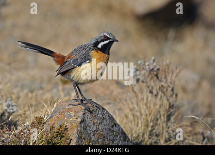 Drakensberg Rockjumper (Chaetops aurantius) mâle adulte, debout sur le roc, Sani Pass, montagnes du Drakensberg, Lesotho, Septembre Banque D'Images