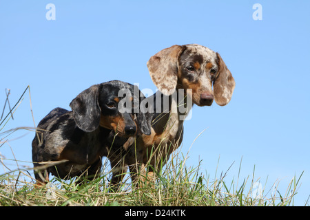 / Teckel chien Dackel Teckel / les deux adultes différentes couleurs (Arlequin merle brun, noir) Banque D'Images