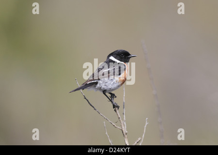 African Stonechat (Saxicola torquatus) mâle adulte, perché sur la tige, N.P. Bontebok, Western Cape, Afrique du Sud, septembre Banque D'Images