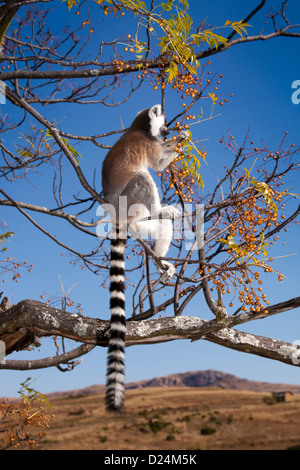 Madagascar, Ambalavao, réserve d'Anja, lémuriens, Lemur catta Ringtailed sitting in tree Banque D'Images