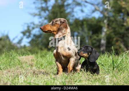 / Teckel Dackel chien / chiot Teckel poil et adultes (Arlequin Merle brun, noir et feu) assis dans un pré Banque D'Images