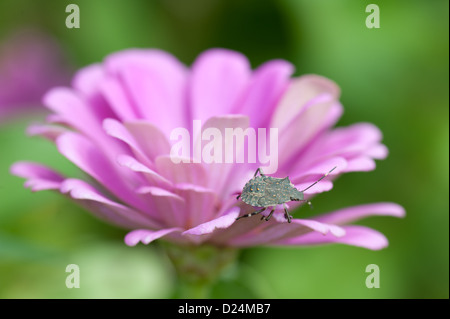 Coloré fleurs Zinnia avec stink bug sur une ferme de fleurs coupées Banque D'Images