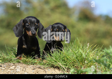 / Teckel chien Dackel Teckel / deux chiots à poils courts (noir et feu) assis Banque D'Images