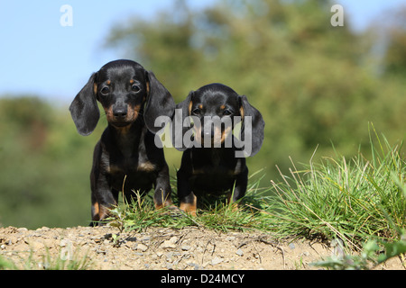 / Teckel chien Dackel Teckel / deux chiots à poils courts (noir et feu) assis Banque D'Images