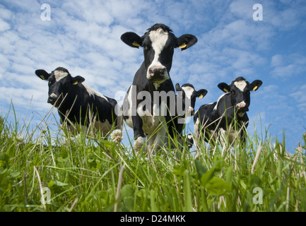 Les bovins domestiques, les vaches laitières Holstein Friesian genre troupeau, debout dans les pâturages, Port Soderick, Île de Man, Août Banque D'Images