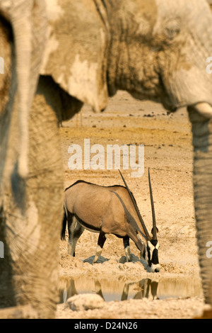 L'éléphant d'Afrique et de l'oryx, Loxodonta africanus Banque D'Images