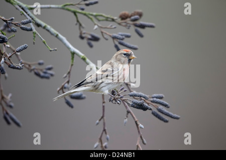 Moindre sizerin flammé, Carduelis cabaret, seul oiseau sur la branche, dans le Warwickshire, Janvier 2013 Banque D'Images