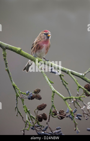 Moindre sizerin flammé, Carduelis cabaret, seul oiseau sur la branche, dans le Warwickshire, Janvier 2013 Banque D'Images