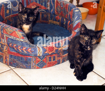 Deux chatons écaille et Panier Banque D'Images