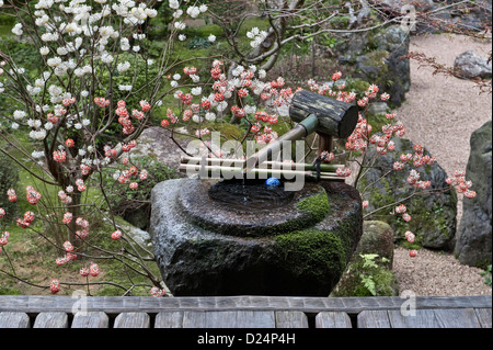 Une pierre tsukubai ou un bassin d'eau pour le lavage rituel au temple bouddhiste zen de Hosen-in, Ohara, Japon, avec une fleur de Paperbush oriental au printemps Banque D'Images