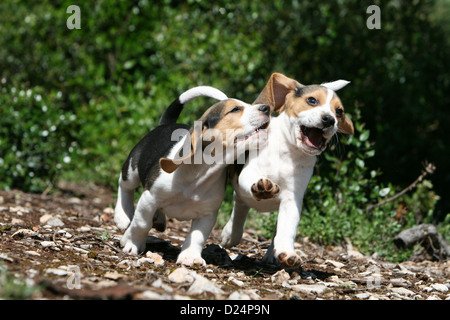 Chien Beagle deux chiots jouant Banque D'Images