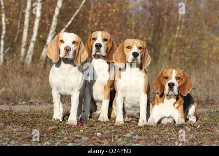 Chien Beagle à quatre adultes dans une forêt Banque D'Images