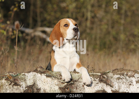 Chien Beagle couché adultes sur un rocher Banque D'Images