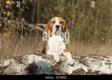 Chien Beagle couché adultes sur un rocher Banque D'Images
