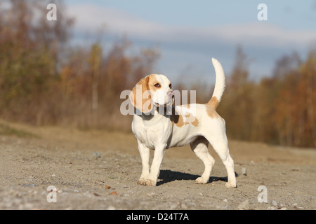 Chien Beagle permanent adultes Banque D'Images