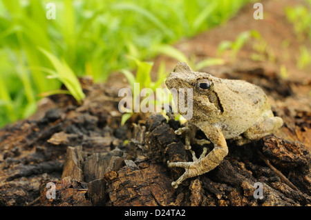 Mousse sud-nest (Chiromantis xerampelina Treefrog) adulte, assis sur log, le Ruaha N.P., Tanzanie, janvier Banque D'Images