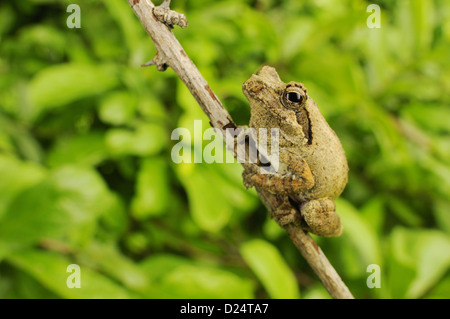 Mousse sud-nest (Chiromantis xerampelina) Treefrog, adultes accrochés à des rameaux, le Ruaha N.P., Tanzanie, janvier Banque D'Images