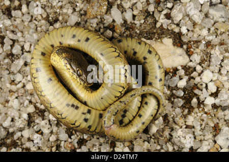 Viperine Snake (Natrix maura), adultes 'playing dead' en défensive, Espagne, juin Banque D'Images