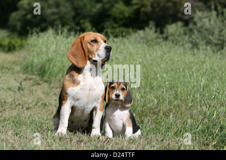 Chien Beagle chiot et adultes assis dans un pré Banque D'Images