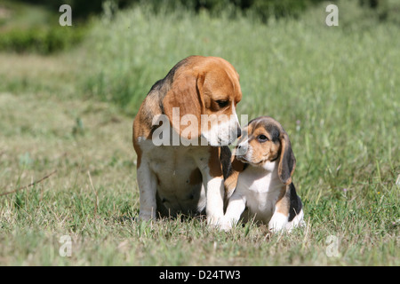 Beagle Chiot Chien Adulte et cuddly Banque D'Images