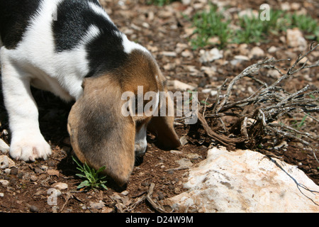 Chien Beagle chiot sentir le sol Banque D'Images