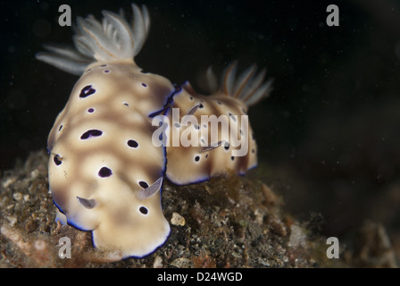 Le Kune Chromodoris Seaslug (Chromodoris kunei) paire adultes, Détroit de Lembeh, Sulawesi, îles de la sonde, Indonésie Banque D'Images