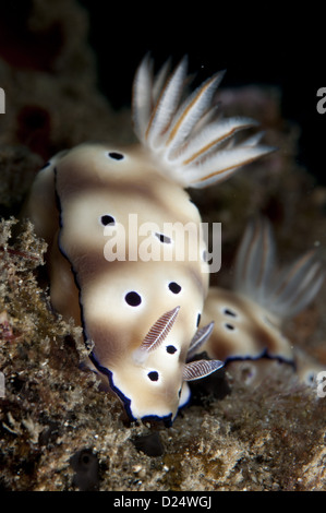 Le Kune Chromodoris Seaslug (Chromodoris kunei) paire adultes, Détroit de Lembeh, Sulawesi, îles de la sonde, Indonésie Banque D'Images