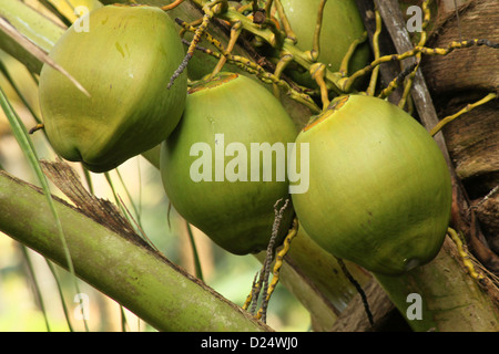 Des grappes de coco close-up accroché à un cocotier Inde arbre Banque D'Images