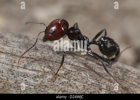 Harvester Ant (Messor barbara) travailleur médian, chaîne des Alpilles, Bouches-du-Rhône, Provence, France, juin Banque D'Images