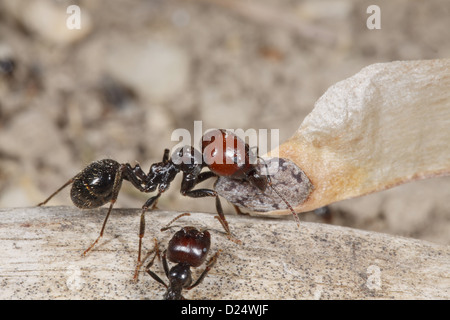 Harvester Ant (Messor barbara) travailleur médian, transportant des graines de pin, chaîne des Alpilles, Bouches-du-Rhône, Provence, France, juin Banque D'Images