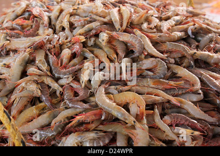 Tas de Crevettes Penaeus monodon crevette tigrée close up Banque D'Images