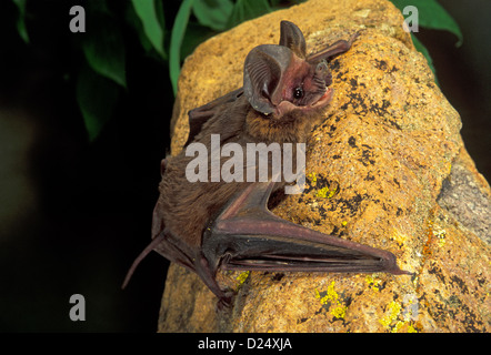 Grand tuberculata Nyctinomops macrotis Montagnes Chiricahua, Arizona, United States Juin Molossidae adultes en captivité temporaire Banque D'Images