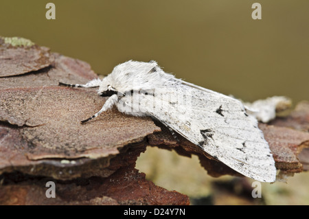 Le Miller (Acronicta leporina) adulte, reposant sur l'écorce de pin, Commune Thursley National Nature Reserve, Surrey, Angleterre, juin Banque D'Images